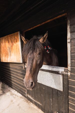 Brown horse in wooden stable