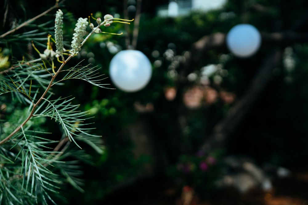 Tree branch with garden lights in the background