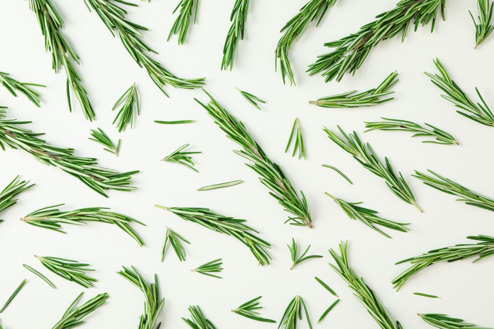 Flat lay composition with rosemary on blank background