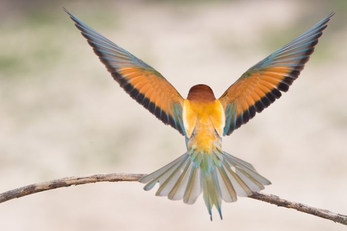 Bird standing on tree branch