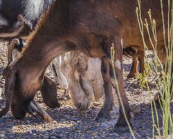 Domestic animals feeding on pasture