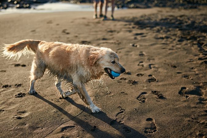 Dogs running near waving sea