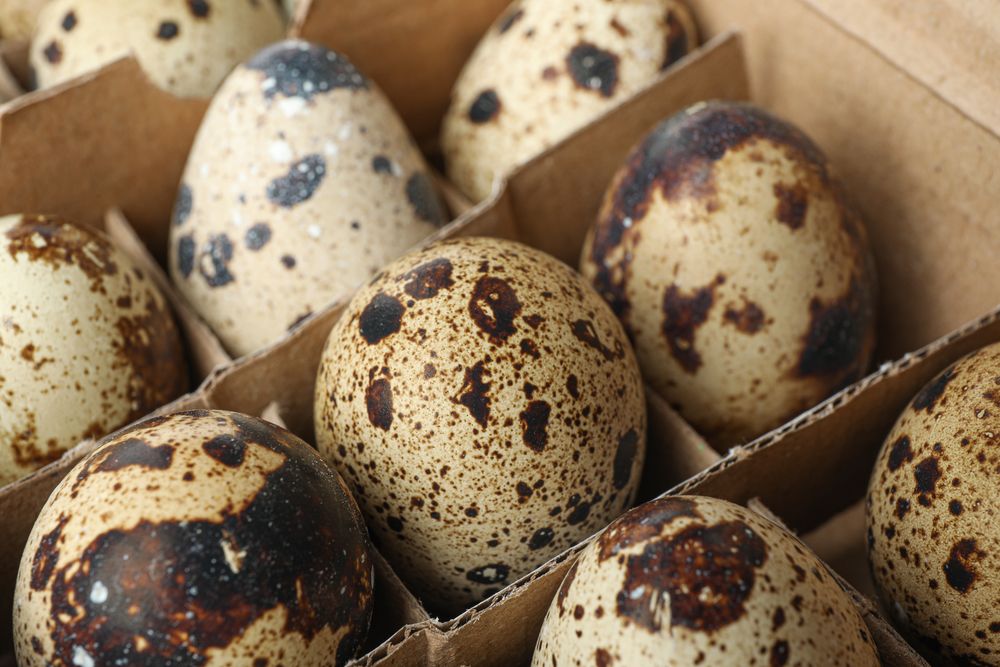 Quail eggs in carton box isolated on light background, closeup