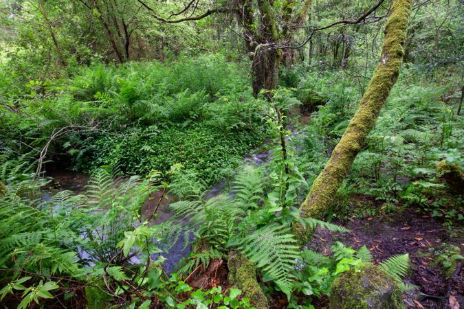 Stream in forest ferns humid vegetation in Galicia, Spain