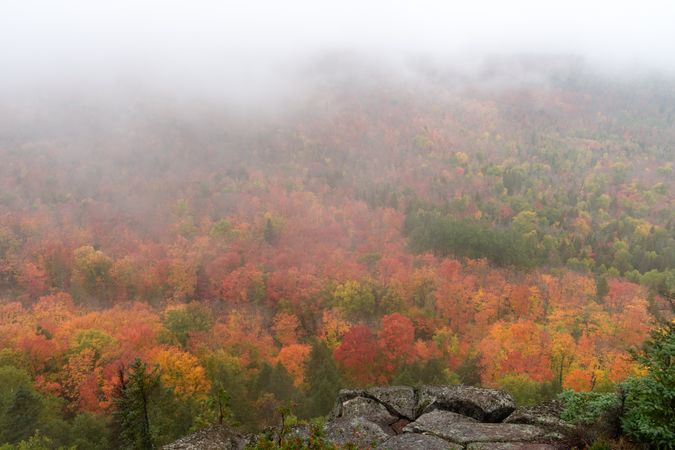 Foggy red and yellow forest