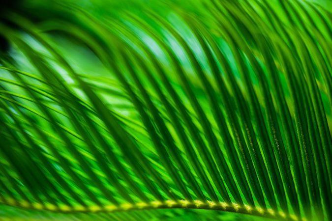 Palm tree leaves, close up