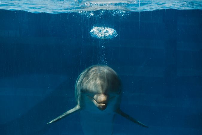 Big gray dolphin in blue water