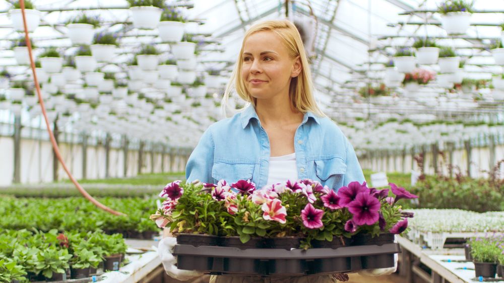 Hard Working Female Gardener Holds Box with Flowers.