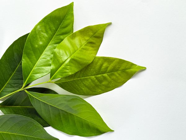 A branch of laurel