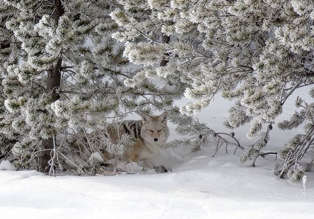 A coyote blends into its surroundings in mid-winter in Yellowstone National Park, Wyoming