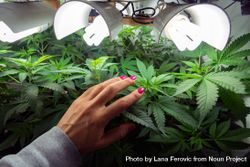 A female hand reaching towards a cannabis plant under lights bEQ1Gb