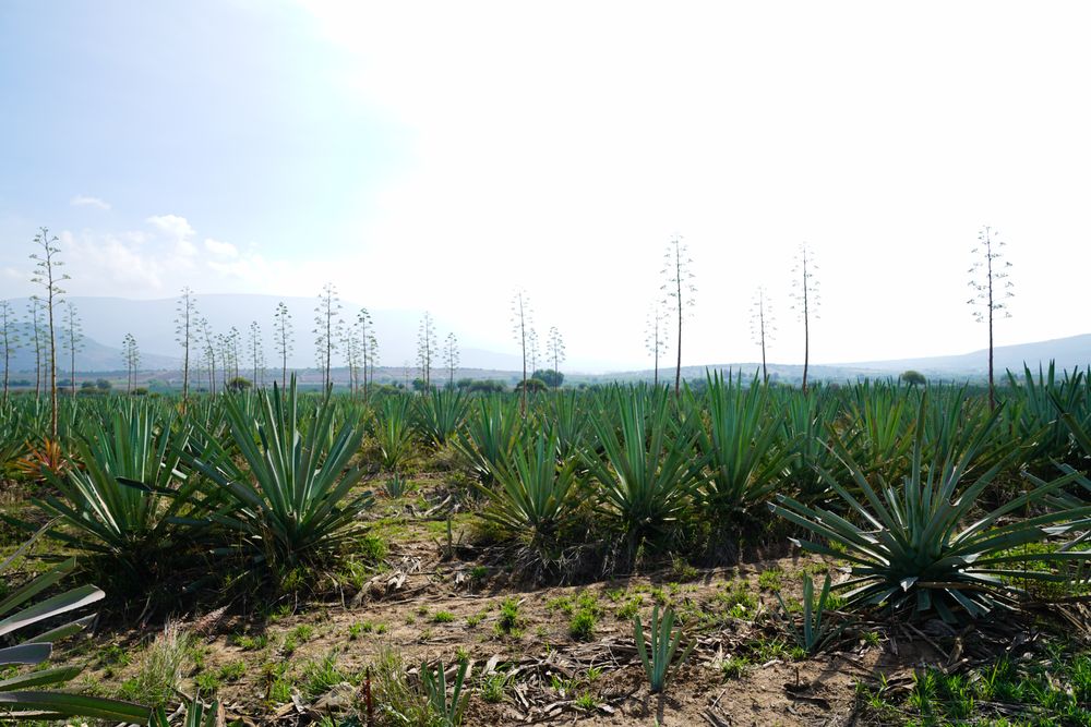 Field of blooming agave