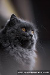 British Semi-longhair gray cat 0J6Aw0