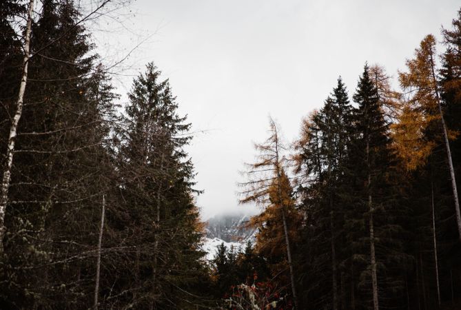 Big mountains near pine forest on cloudy weather