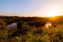 Peaceful river flowing in green nature