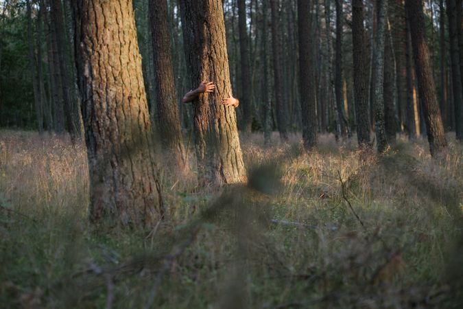 Anonymous man hiding behind pine tree embracing tree while standing in forest