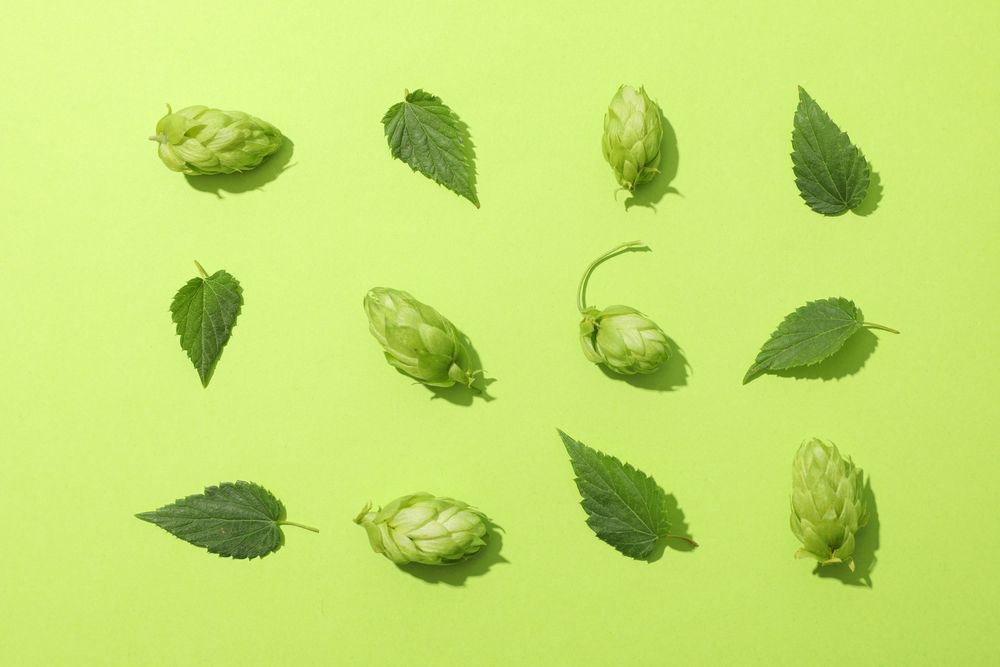 Flat lay with hop cones and leaves on green background, copy space