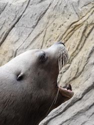 A roaring Steller Sea Lion (Eumetopias jubatus)