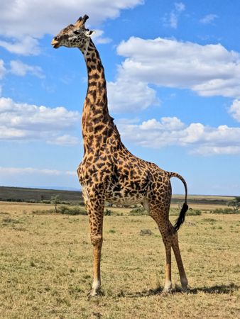Giraffe standing in the savannah in Kenya on a sunny day