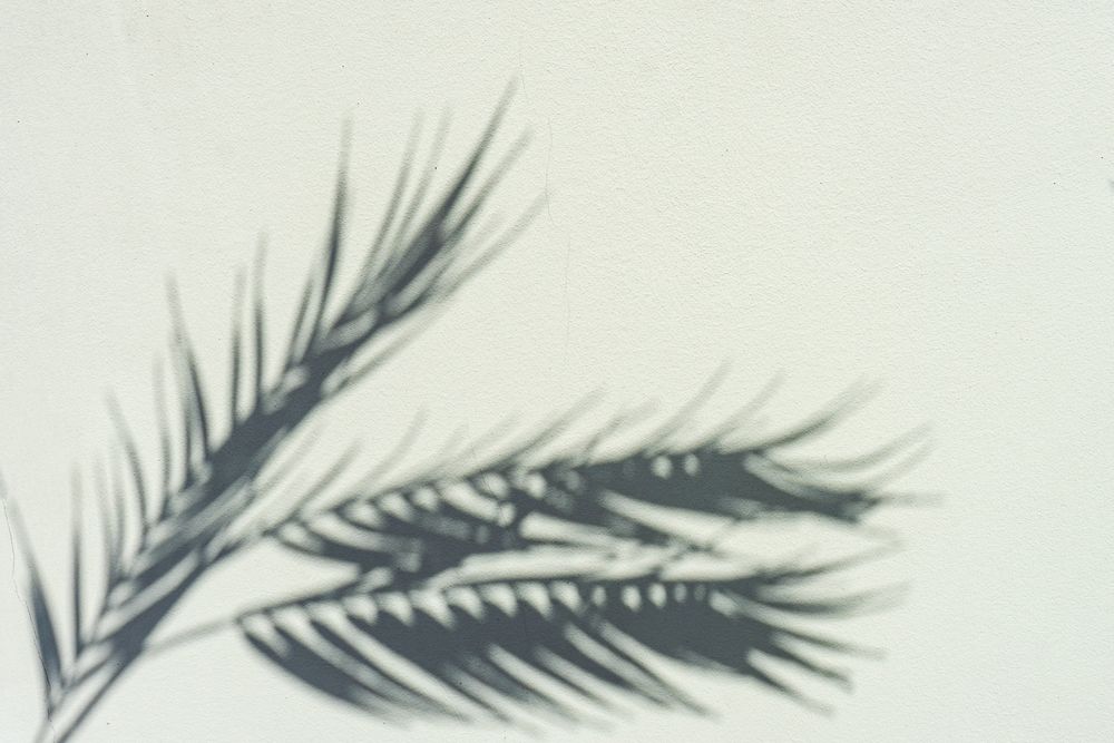 Palm leaf shadows on cream background
