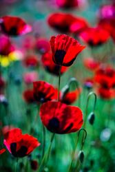 Many red poppy flowers in meadow