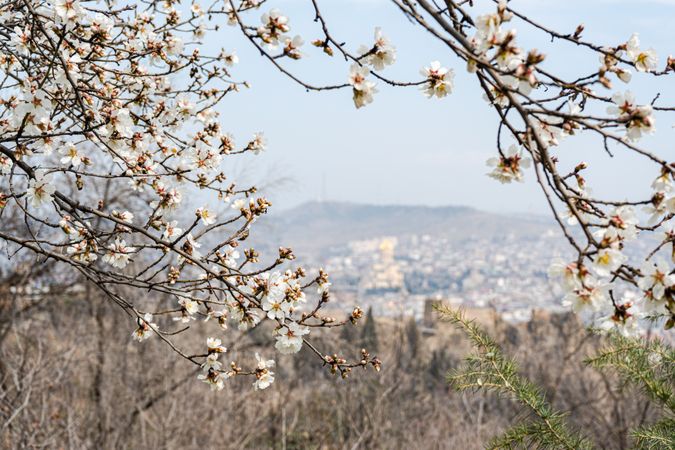 Blooming almond tree in the spring