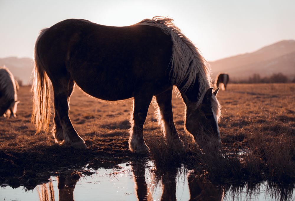 Wild horses pasturing on field near water