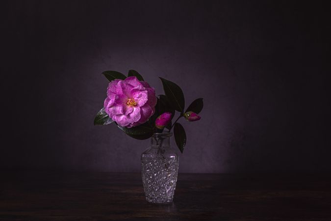 Camellia flower in bloom in glass vase on wooden table