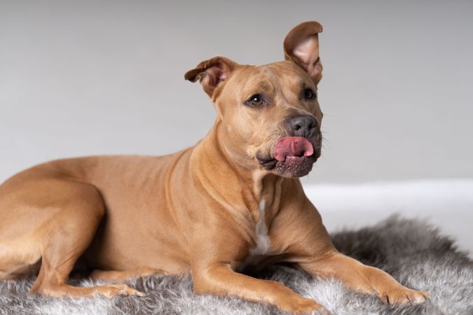 Portrait of pitbull on grey rug with tongue out