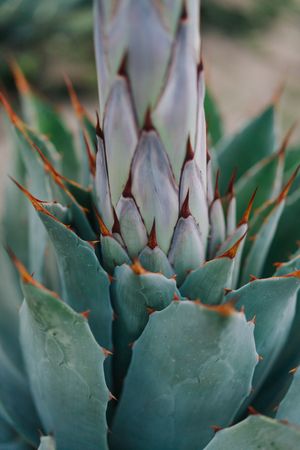 succulent plant sprout