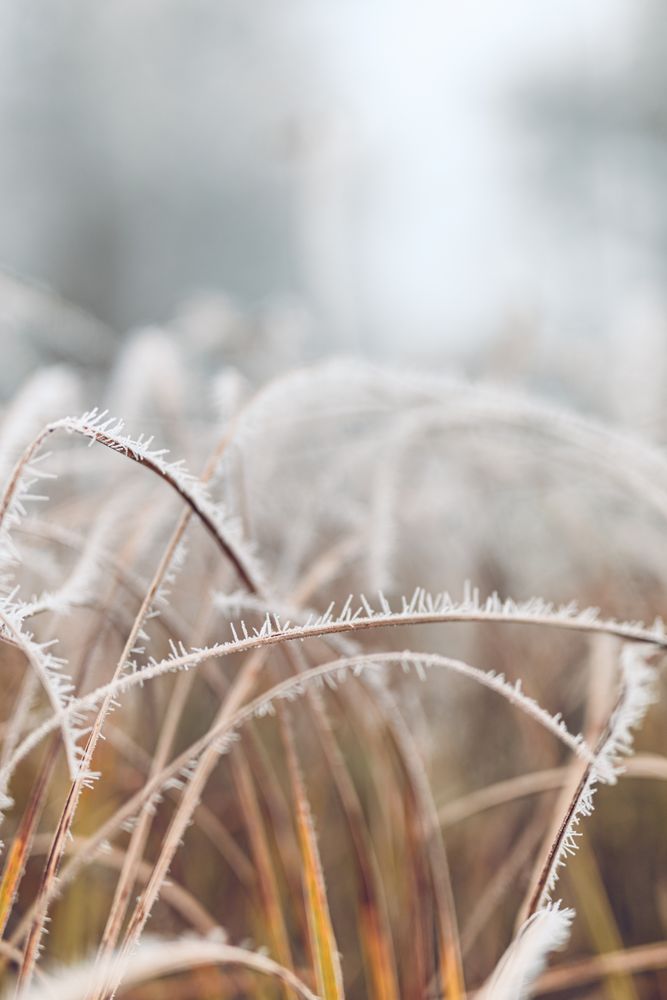 Close up of frozen grass