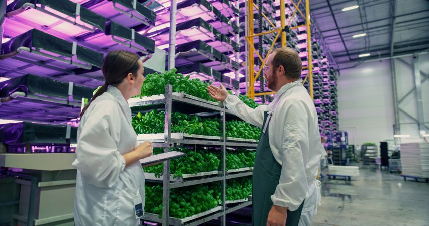 Vertical Plant Farm Specialists Talking Next to a Rack with Fresh Basil Crops. Female and Male Farmers Working Indoors. Multi-layer Hydroponics Farm with Neon Led Lighting in the Background