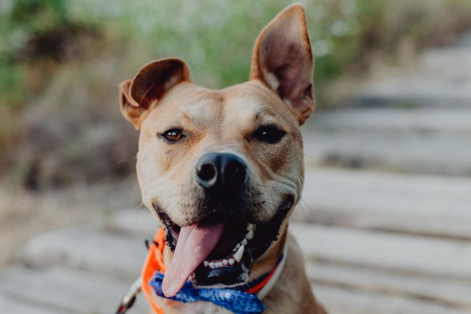 Cheerful brown dog with tongue out
