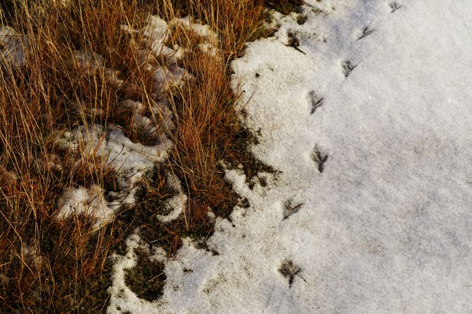 Bird traces on snow at countryside