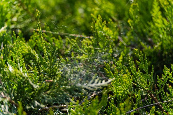 Evergreen border bush with spider net