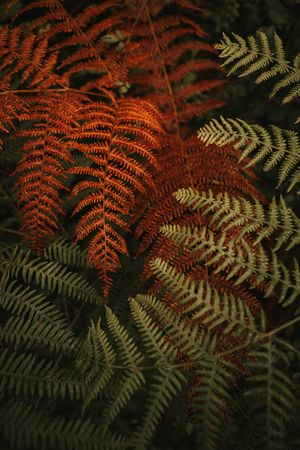 Green and brown fern fronds in autumn garden