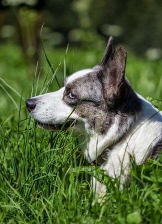 Corgi Cardigan in the sun in the nimble bright green grass.
