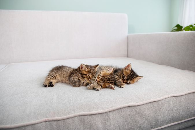 Kittens are sleeping on a gray sofa.
