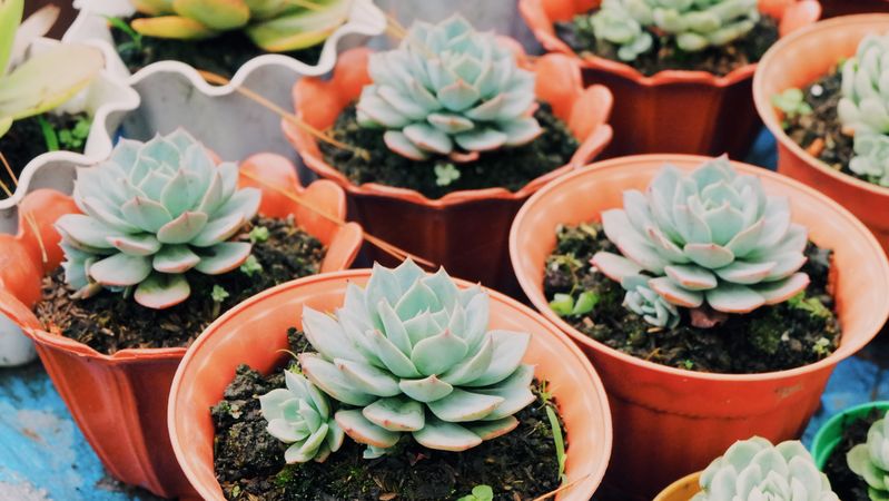 Succulents in pots