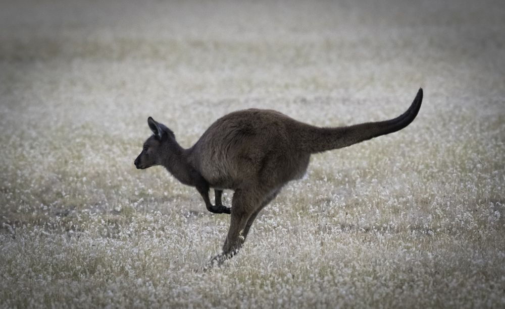 A kangaroo in motion