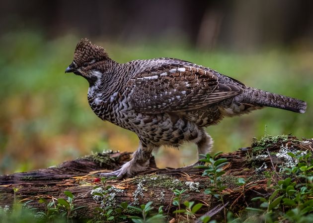 Ruffed grouse on brown tree branch