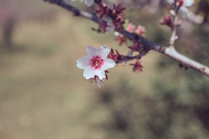 Blooming flower on branch of tree in garden