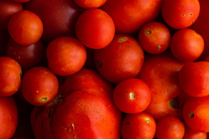 Different variation of tomato vegetable
