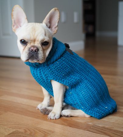 Light French bulldog wearing blue knit shirt