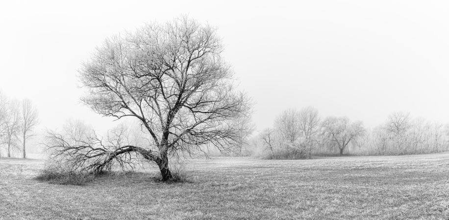 Tree on a wintry overcast day day, wide