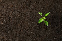 Green sprout in soil, space for text and top view. Environmental protection. Agriculture