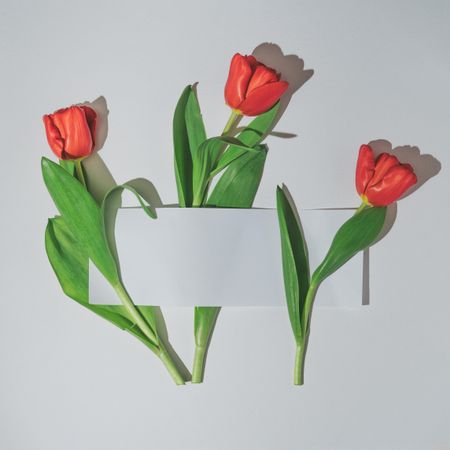 Tulips wrapped in light paper card note