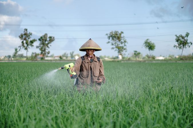 Front view of mature Asian male farmer spraying rice green field