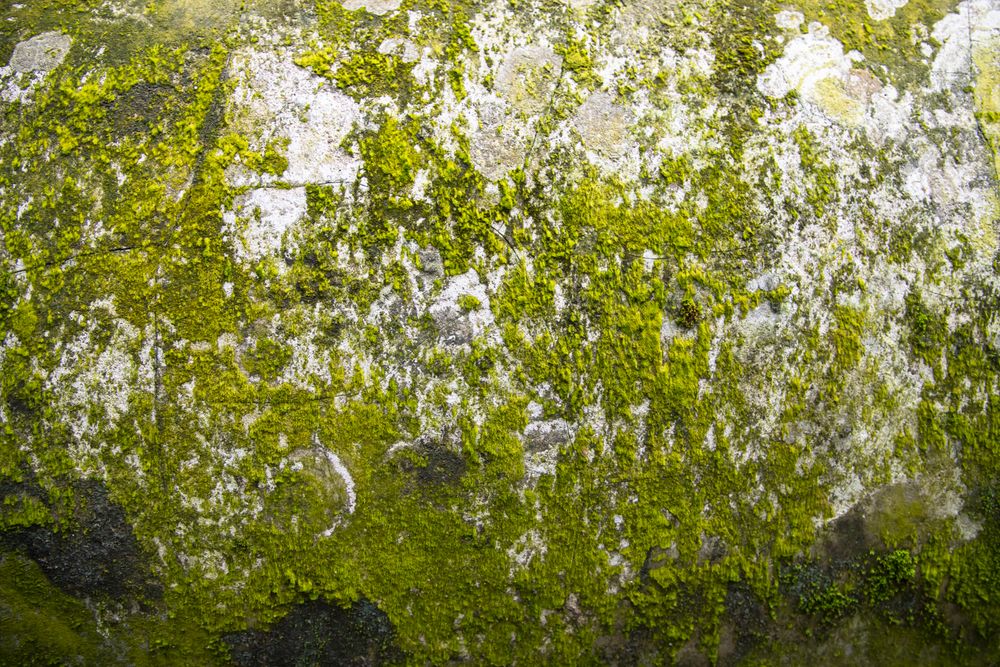 Lichen Fungi Green Moss on the old Concreate wall abstract Texture background. Rusty, Grungy, Gritty Vintage Background