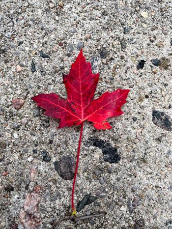 Maple Leaf
